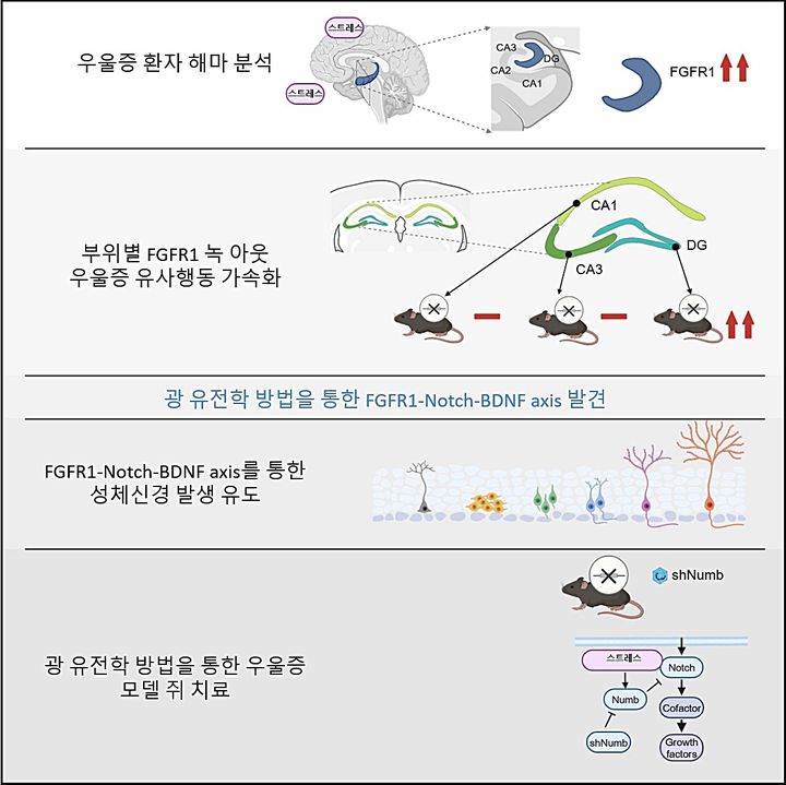 [대전=뉴시스] 한국과학기술원(KAIST·카이스트) 생명과학과 허원도 교수팀이 국립과학수사연구원, 아주대와 공동연구를 통해 우울증의 분자적 발생 원인을 규명하며 광유전학 기술을 통해 고령 우울증 환자에게 새로운 치료전략을 제시했다. 연구 요약도. (사진=카이스트 제공) 2025.08.19. photo@newsis.com *재판매 및 DB 금지