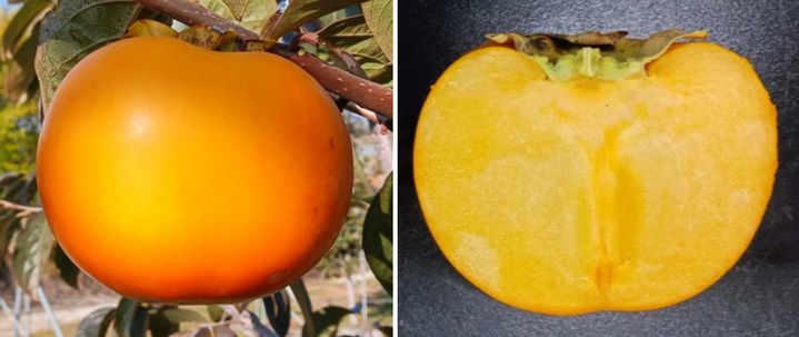 [서울=뉴시스] 단감 품종 '진홍'. (사진=중앙대 제공) 2025.08.19. photo@newsis.com *재판매 및 DB 금지