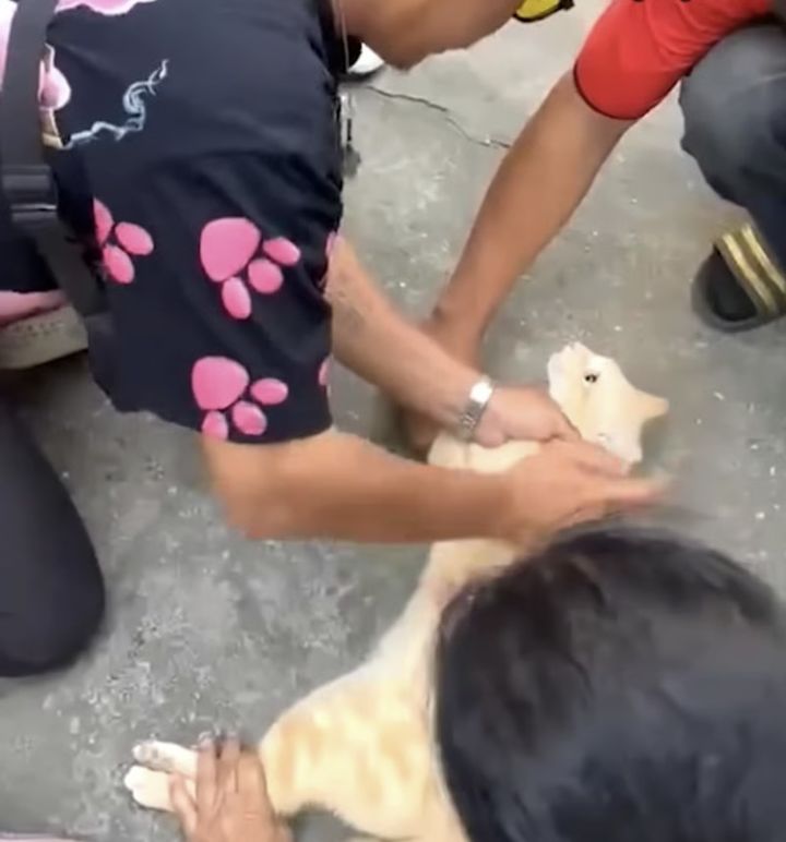 [뉴시스] 감전된 고양이에게 심폐소생술(CPR)을 실시해 목숨을 구한 태국 남성의 사연이 전해졌다. (사진=브라이트TV 갈무리) 2025.08.19 *재판매 및 DB 금지