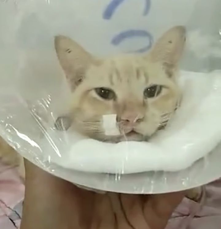 [뉴시스] 치료 중인 고양이 '통캉'의 모습 (사진=브라이트TV 갈무리) 2025.08.19 *재판매 및 DB 금지