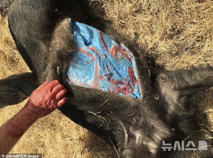 [뉴시스] 캘리포니아에서 형광 파란색 살을 가진 돼지가 발견됐다. (사진=데일리메일) 2025.08.18. 