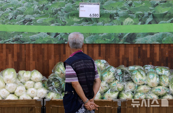[서울=뉴시스] 이영환 기자 = 19일 서울 서초구 농협유통 하나로마트 양재점에서 배추가 판매되고 있다. 이날 한국농수산식품유통공사(aT) 농산물유통정보(KAMIS)에 따르면 18일 기준 배추 상품 평균 소매가는 7062원으로 1년 전보다 9.3% 상승했다. 평년 수준과 비교하면 11% 높은 수준이다. 배추는 폭염 등으로 작황 부진이 심화되고 있는 것으로 나타났다. 배추는 지난 13일 7000원대로 올라선 후 소폭 등락했지만 7000원대를 유지하는 모양새다. 2025.08.19. 20hwan@newsis.com