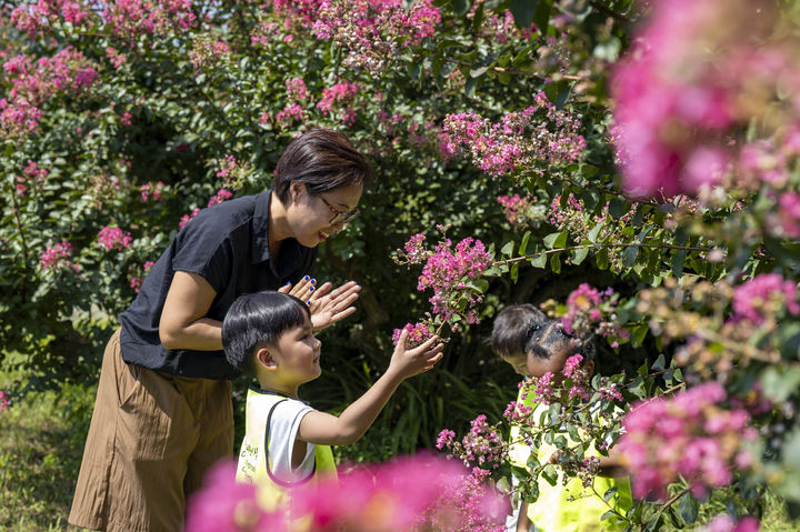 [칠곡=뉴시스] 가실성당 앞에 활짝 핀 백일홍. (사진=칠곡군 제공) 2025.08.20 photo@newsis.com *재판매 및 DB 금지