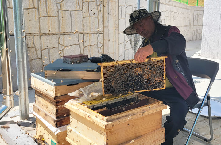 [무안=뉴시스] 전남농업기술원 곤충잠업연구소 '젤리킹' 여왕벌 봉군(통). (사진 제공 = 전남농업기술원). 2025.08.20. photo@newsis.com *재판매 및 DB 금지