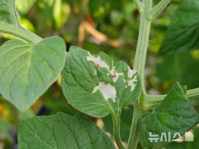 토마토뿔나방 막아라…청주시 사전 방제 지원