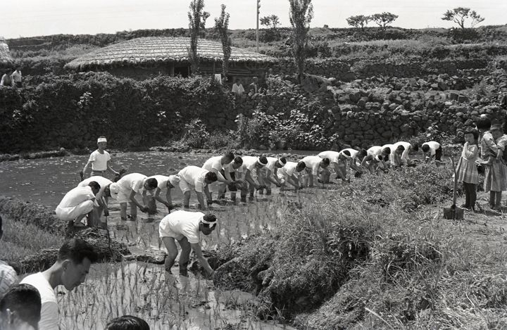 [제주=뉴시스] 1963년 6월10일 제주시 화북동 모내기 행사. (사진=제주도 제공) photo@newsis.com *재판매 및 DB 금지
