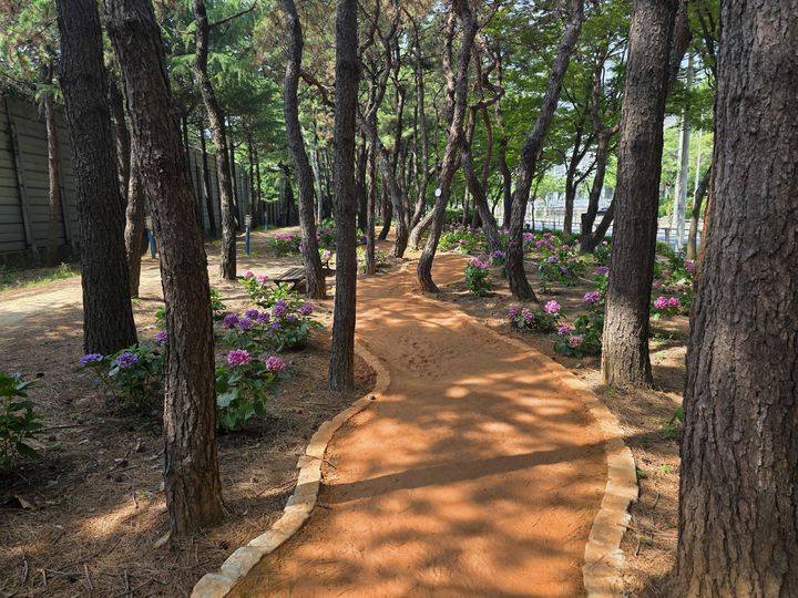 [부산=뉴시스] 부산 북구 '기찻길 숲속 맨발 산책로'. (사진=북구 제공) 2025.08.20. photo@newsis.com *재판매 및 DB 금지