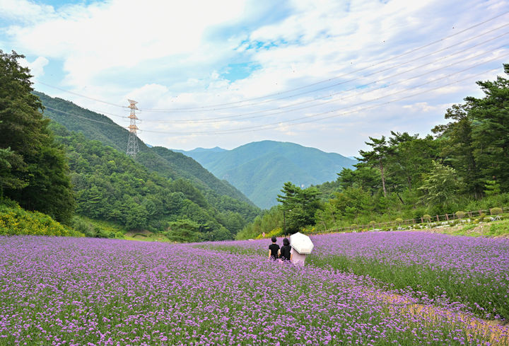 병방산군립공원 버베나 명품길 모습.(사진=정선군 제공) *재판매 및 DB 금지