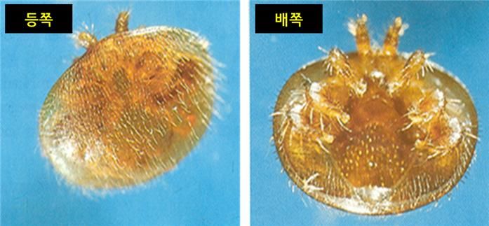 [세종=뉴시스] 사진은 꿀벌 응애 모습. (사진=농촌진흥청 제공) 2025.08.20. photo@newsis.com *재판매 및 DB 금지