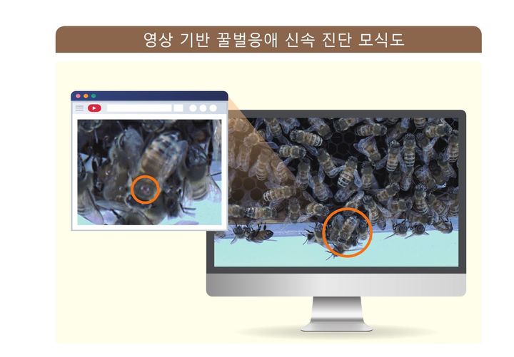 [세종=뉴시스] 농촌진흥청이 겨울철 반복되는 꿀벌 집단 폐사의 주범으로 꼽히는 '꿀벌응애'를 인공지능(AI) 기술로 실시간 진단할 수 있는 장치를 세계 최초로 개발했다고 20일 밝혔다. 사진은 꿀벌응애 신속 진단 모식도. (사진=농진청 제공) 2025.08.20. photo@newsis.com *재판매 및 DB 금지