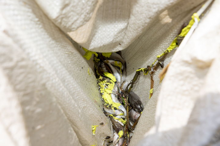 [수원=뉴시스] 수원천에서 집단폐사한 어류 몸에 노란색 오염물질이 묻어있는 모습이다. 수원시는 인근 업체가 차량 도장 후 무단 투기한 페인트 오염수가 어류 폐사 원인으로 추정된다고 설명했다. (사진=수원시 제공) 2025.08.20. photo@newsis.com *재판매 및 DB 금지