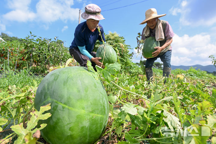 [광주=뉴시스] 이영주 기자 = 광주 특산물 무등산 수박 출하를 이틀 앞둔 20일 오전 광주 북구 금곡동 무등산 수박 공동직판장 주변 재배 농가에서 김영기(68·오른쪽) 무등산수박영농조합법인회장과 문용덕(61)씨가 무등산 수박을 수확하고 있다. 2025.08.20. leeyj2578@newsis.com