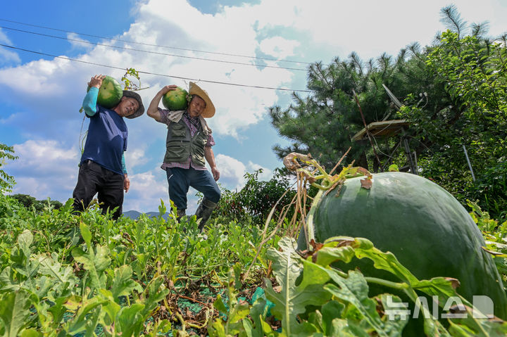 [광주=뉴시스] 이영주 기자 = 광주 특산물 무등산 수박 출하를 이틀 앞둔 20일 오전 광주 북구 금곡동 무등산 수박 공동직판장 주변 재배 농가에서 김영기(68·오른쪽) 무등산수박영농조합법인회장과 문용덕(61)씨가 무등산 수박을 수확하고 있다. 2025.08.20. leeyj2578@newsis.com