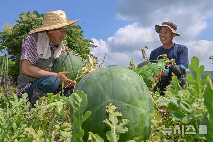 [광주=뉴시스] 이영주 기자 = 광주 특산물 무등산 수박 출하를 이틀 앞둔 20일 오전 광주 북구 금곡동 무등산 수박 공동직판장 주변 재배 농가에서 김영기(68·왼쪽) 무등산수박영농조합법인회장과 문용덕(61)씨가 무등산 수박을 수확하고 있다. 2025.08.20. leeyj2578@newsis.com
