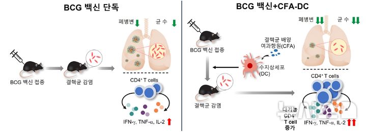 [서울=뉴시스] BCG 백신 단독 마우스 그룹보다 수지상세포 병용 그룹에서 결핵 백신 효과가 뛰어났다. (사진= 세브란스 제공)
