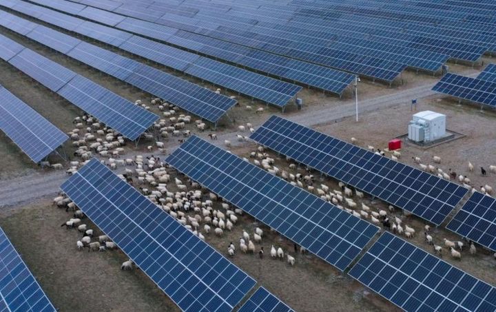 [신화/뉴시스] 중국 칭하이성 티베트 고원에 조성되고 있는 타라탄 태양광 패널 농장에서 양들이 풀을 뜯고 있다.2025.08.21. *재판매 및 DB 금지