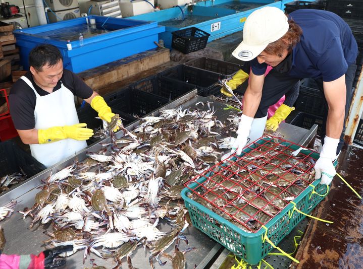 [태안=뉴시스] 지난해 8월21일 충남 태안군 안면읍 백사장항 위판장에서 관계자가 이날 잡아 올린 꽃게 선별작업을 하고 있다. (사진=뉴시스 DB). photo@newsis.com *재판매 및 DB 금지