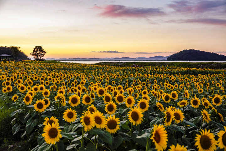 [인천=뉴시스] 강화 교동도 난정저수지. (사진=강화군 제공) 2025.08.21. photo@newsis.com *재판매 및 DB 금지