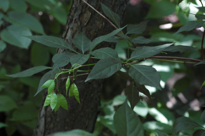 [대전=뉴시스] 고추나무. (사진=국립산림과학원 제공) 2025.08.21. photo@newsis.com *재판매 및 DB 금지