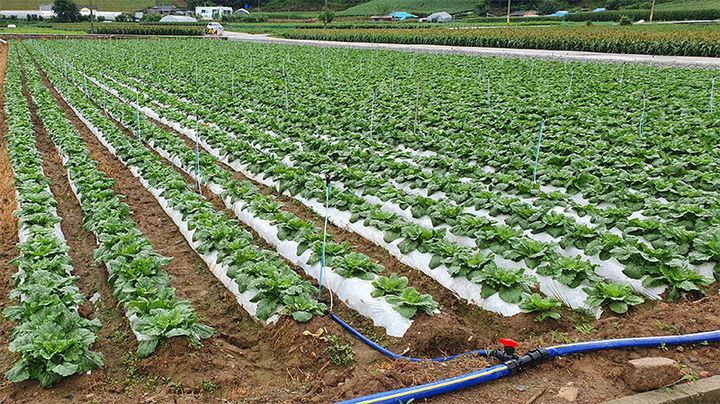 정선군이 준고랭지 지역에 ‘여름배추 안정생산 체계 구축 시범사업’을 추진하고 있다.(사진=정선군 제공) *재판매 및 DB 금지