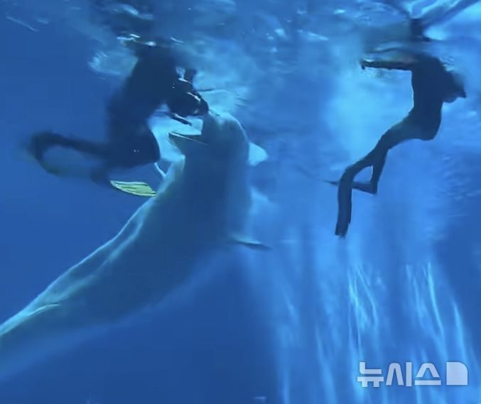 [뉴시스]중국 쓰촨성 청두의 한 해양공원에서 벨루가(흰고래)가 조련사의 다리를 무는 듯한 모습이 포착돼 논란이 일고 있다.(사진=하오칸스핀)
