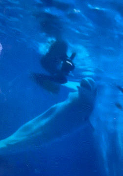 [뉴시스]중국 쓰촨성 청두의 한 해양공원에서 벨루가(흰고래)가 조련사의 다리를 무는 듯한 모습이 포착돼 논란이 일고 있다.(사진=하오칸스핀) *재판매 및 DB 금지