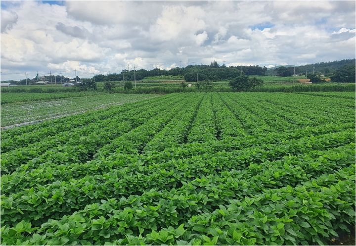 [무안=뉴시스] 무안 청계면 논콩 재배단지. (사진 제공 = 무안군). 2025.08.21. photo@newsis.com *재판매 및 DB 금지