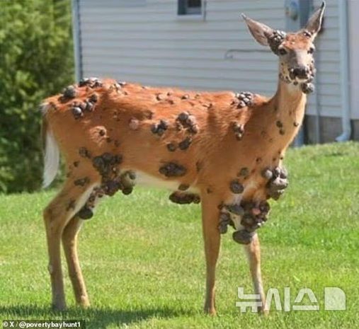 [뉴시스]사슴 피부 섬유종은 모기와 진드기 물림을 통해 전염된다. (사진=데일리메일) 2025.8.20 