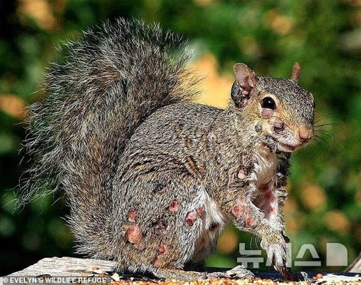 [뉴시스]다람쥐 얼굴과 팔다리에 생긴 섬유종. (사진=데일리메일) 2025.8.20 