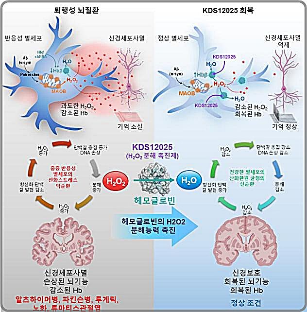 [대전=뉴시스] 퇴행성 뇌질환에서 별세포와 과산화수소 악순환을 끊는 KDS12025의 작용기전.(사진=IBS 제공) *재판매 및 DB 금지