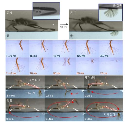 [서울=뉴시스] 과학기술정보통신부는 아주대학교 고제성 교수 연구팀(제1저자 김동진 박사)이 수면 위를 자유자재로 기동하는 곤충 라고벨리아(부채다리 소금쟁이)를 모사한 초소형 로봇을 세계 최초로 개발하는 데 성공했다고 밝혔다 .(사진=과기정통부 제공)&nbsp; *재판매 및 DB 금지