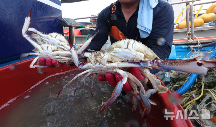 [인천=뉴시스] 전진환 기자 = 꽃게 금어기가 해제된 21일 오후 인천 중구 영종도 삼목항에서 열린 꽃게 직거래 장터에서 어민이 꽃게를 들어보이고 있다. 꽃게 직거래 장터는 '파시(고기가 한창 잡힐 때 바다 위에서 열리는 생선 시장)' 형태로 다음 달 14일까지 삼목항 강재부잔교에서 열린다. 2025.08.21. amin2@newsis.com