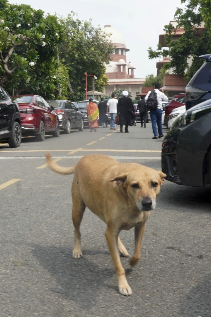 [뉴델리(인도)=AP/뉴시스]인도 뉴델리의 대법원 외곽 지역에 22일 떠돌이개 한 마리가 배회하고 있다. 인도 대법원은 22일 개에 물린 사람들의 수가 증가함에 따라 내려졌던 뉴델리의 떠돌이 개들을 보호소에 영구 격리하라는 명령을 뒤엎고 개들이 중성화 수술과 예장접종을 받은 뒤 풀어주라고 명령했다. 2025.08.22.