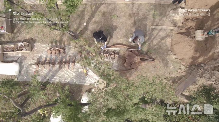 [서울=뉴시스] '고래로 바다를 기록하다' 영상 속 발굴 과정 모습.