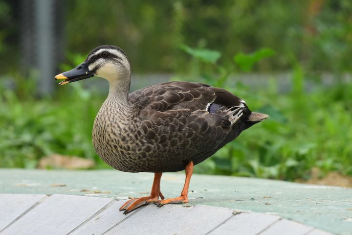 [세종=뉴시스] 치료중인 흰뺨검둥오리. (사진=세종시 제공) 2025.08.22. photo@newsis.com *재판매 및 DB 금지