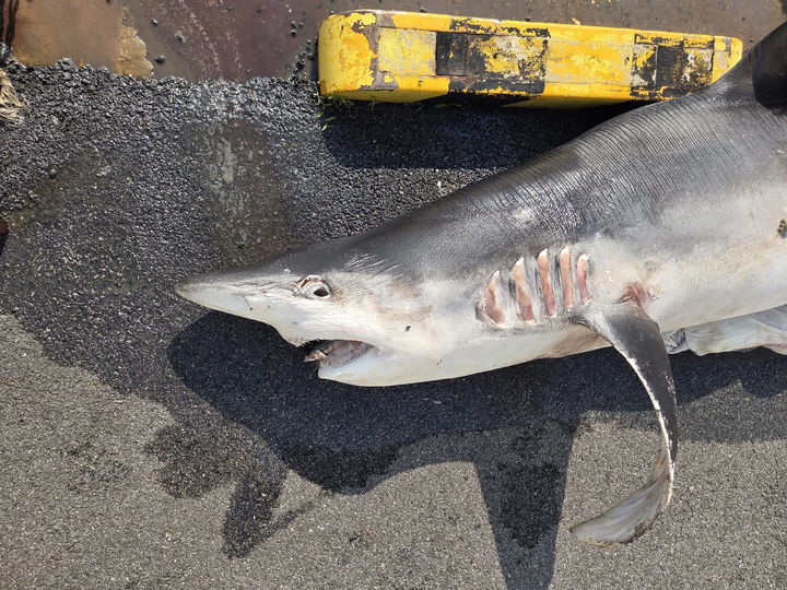 [부산=뉴시스] 원동화 기자 = 부산해양경찰서는 22일 오전 6시30분께 부산 영도구 봉래동 물양장 앞 해상에서 상어 사체를 발견해 인양했다. (사진=부산해양경찰서 제공) 2025.08.22. photo@newsis.com *재판매 및 DB 금지
