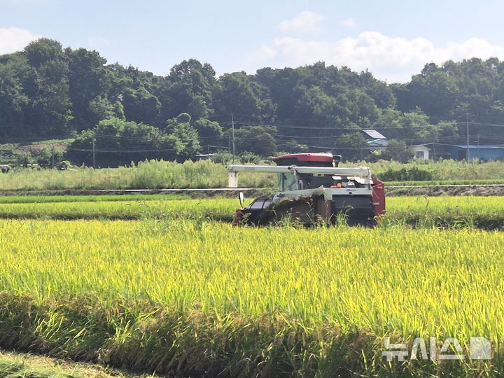 [음성=뉴시스] 22일 충북 음성군 감곡면 오궁리 신희섭씨 논에서 트랙터가 벼를 베고 있다. 음성지역 올해 첫 벼베기로, 지난 4월20일 첫 모내기 후 125일 만의 수확이다. (사진=음성군 제공) 2025.08.22. photo@newsis.com 
