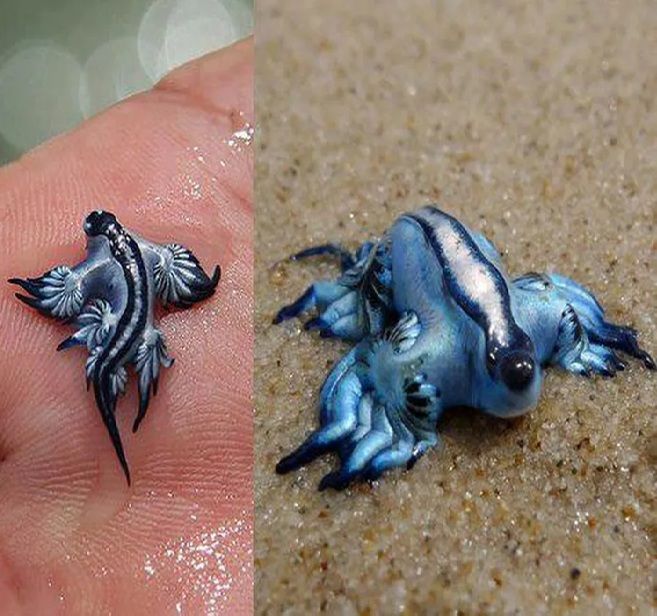 [뉴시스]'바다에서 가장 아름다운 살인자'로 불리는 푸른갯민숭달팽이는 연체동물의 일종이다. (사진=더선) 2025.8.21 