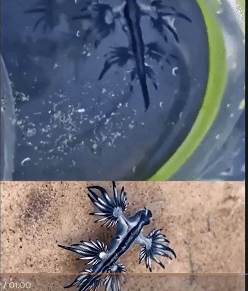 [뉴시스]'바다에서 가장 아름다운 살인자'로 불리는 푸른갯민숭달팽이는 연체동물의 일종이다. (사진=더선) 2025.8.21 *재판매 및 DB 금지 *재판매 및 DB 금지