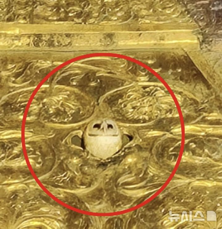 [뉴시스] 카시 비슈와나트 사원의 금빛 첨탑 위에 앉아 있는 흰 부엉이. 신도들은 이 장면을 여신 락슈미의 신성한 현신으로 받아들였다. (사진=엑스) 