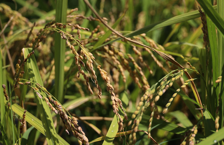 [세종=뉴시스] 도담쌀. (사진=농촌진흥청 제공) *재판매 및 DB 금지