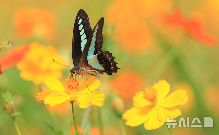 [서귀포=뉴시스] 우장호 기자 = 절기상 처서인 23일 오후 제주 서귀포시 표선면 보롬왓 농장에 핀 황하코스모스 위로 청띠제비나비가 날아와 먹이활동을 하고 있다. 2025.08.23. woo1223@newsis.com