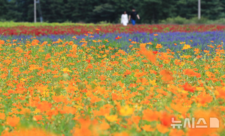 [서귀포=뉴시스] 우장호 기자 = 절기상 처서인 23일 오후 제주 서귀포시 표선면 보롬왓 농장을 찾은 관람객이 활짝 핀 황하코스모스와 보라 사루비아 등 갖가지 꽃이 피어난 정원을 감상하고 있다. 2025.08.23. woo1223@newsis.com