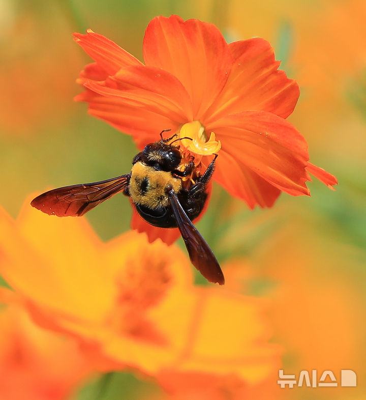 [서귀포=뉴시스] 우장호 기자 = 절기상 처서인 23일 오후 제주 서귀포시 표선면 보롬왓 농장에 핀 황하코스모스 위로 어리호박벌이 날아와 먹이활동을 하고 있다. 2025.08.23. woo1223@newsis.com