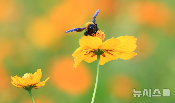 [서귀포=뉴시스] 우장호 기자 = 절기상 처서인 23일 오후 제주 서귀포시 표선면 보롬왓 농장에 핀 황하코스모스 위로 어리호박벌이 날아와 먹이활동을 하고 있다. 2025.08.23. woo1223@newsis.com