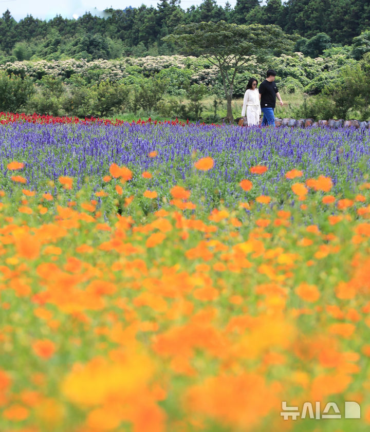 [서귀포=뉴시스] 우장호 기자 = 절기상 처서인 23일 오후 제주 서귀포시 표선면 보롬왓 농장을 찾은 관람객이 활짝 핀 황하코스모스와 보라 사루비아 등 갖가지 꽃이 피어난 정원을 감상하고 있다. 2025.08.23. woo1223@newsis.com