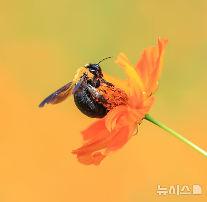 [서귀포=뉴시스] 우장호 기자 = 절기상 처서인 23일 오후 제주 서귀포시 표선면 보롬왓 농장에 핀 황하코스모스 위로 어리호박벌이 날아와 먹이활동을 하고 있다. 2025.08.23. woo1223@newsis.com