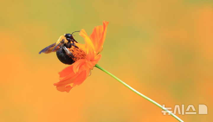 [서귀포=뉴시스] 우장호 기자 = 절기상 처서인 23일 오후 제주 서귀포시 표선면 보롬왓 농장에 핀 황하코스모스 위로 어리호박벌이 날아와 먹이활동을 하고 있다. 2025.08.23. woo1223@newsis.com