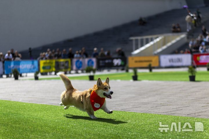 [빌뉴스=AP/뉴시스] 23일(현지 시간) 리투아니아 빌뉴스에서 '2025 국제 코기 레이스'가 열려 한 참가견이 열심히 달리고 있다. 2025.08.25.