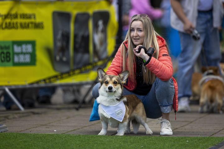 [빌뉴스=AP/뉴시스] 23일(현지 시간) 리투아니아 빌뉴스에서 '2025 국제 코기 레이스'가 열려 한 참가견이 달릴 준비를 하고 있다. 2025.08.25.